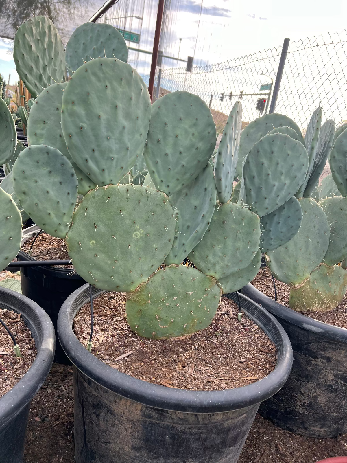 Giant Prickly Pear