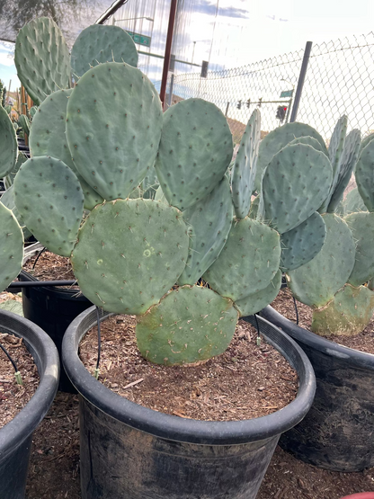 Giant Prickly Pear