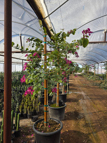 Hong Kong Orchid Tree