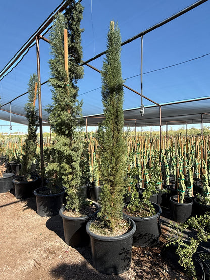 Italian Cypress