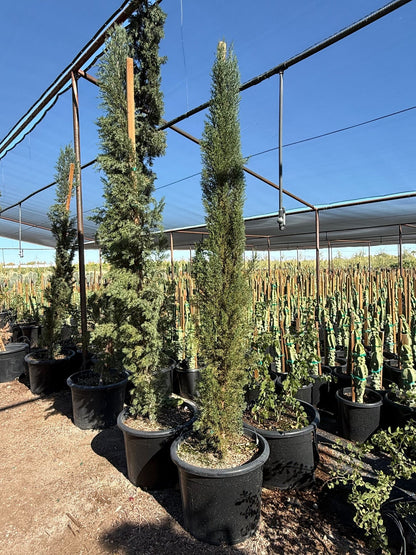 Italian Cypress 25 gallon