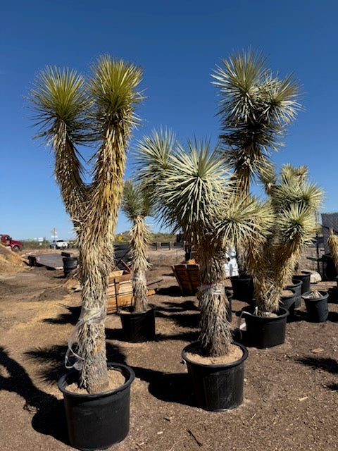 joshua tree indoor plant Buy Joshua Tree Phoenix, AZ | Yucca brevifolia