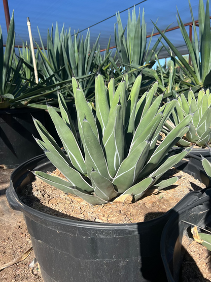King Ferdinand Agave