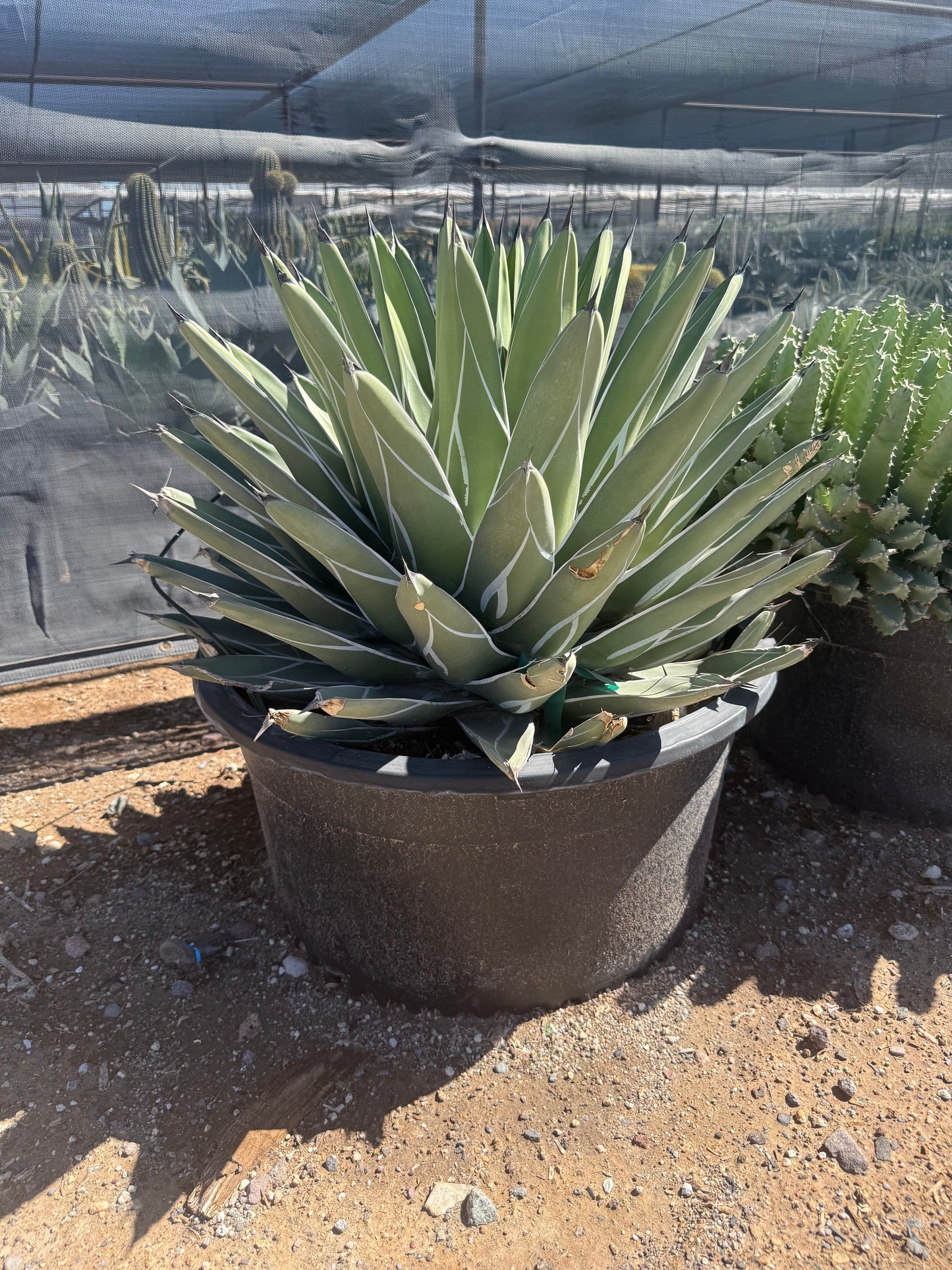 King Ferdinand Agave