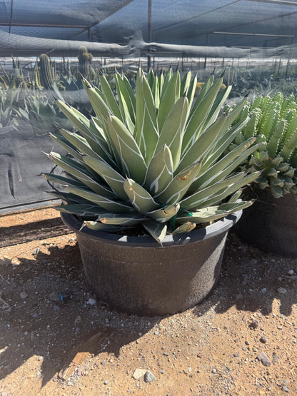 King Ferdinand Agave