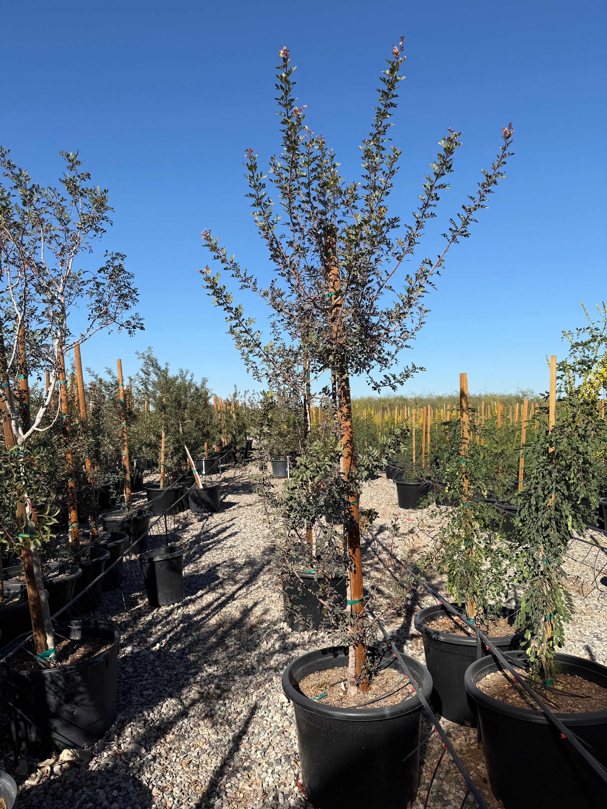 Buy Mastic Tree Phoenix, AZ | Pistacia lentiscus | Three Timbers Buy Mastic Tree Phoenix, AZ | Pistacia lentiscus | Three Timbers