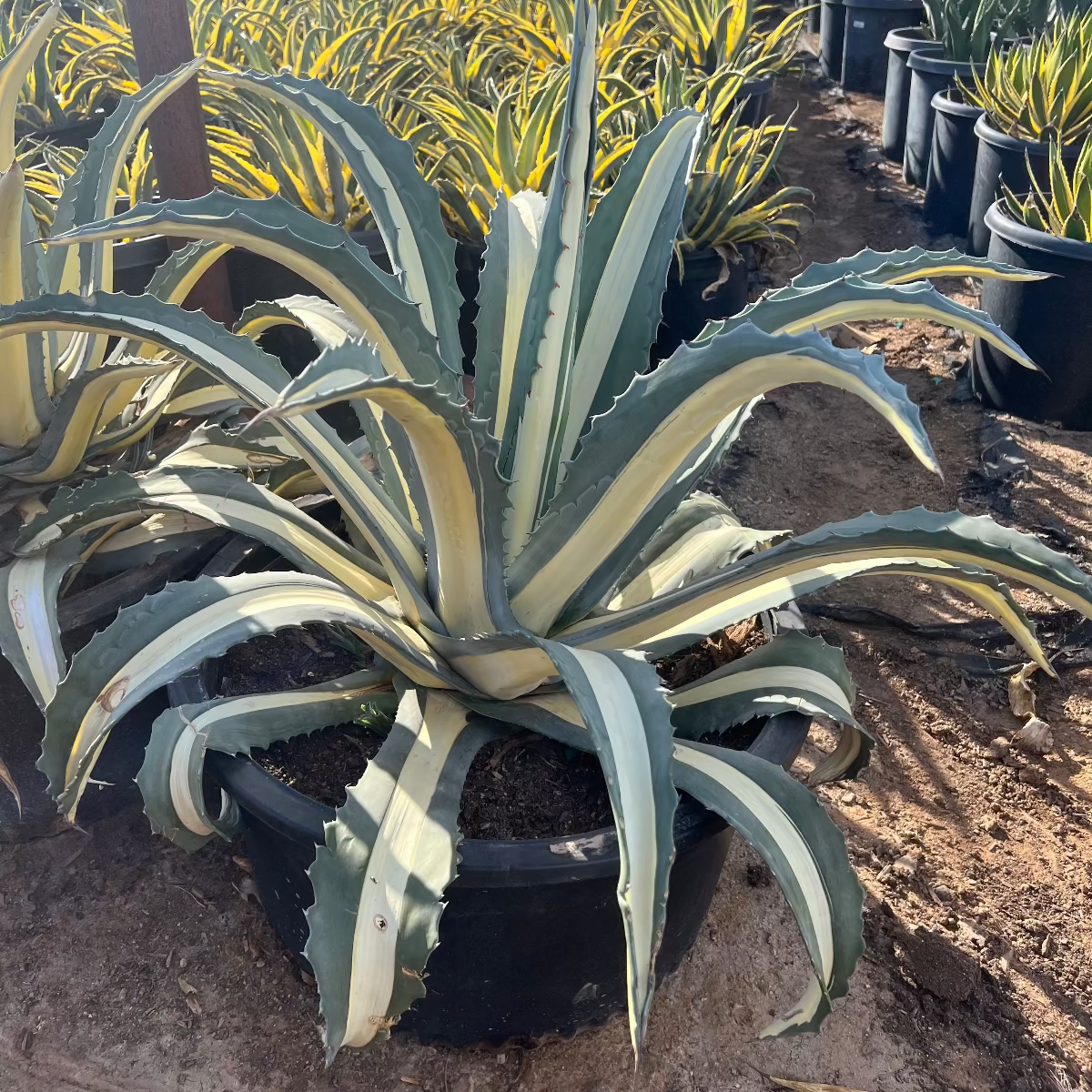 White striped century plant