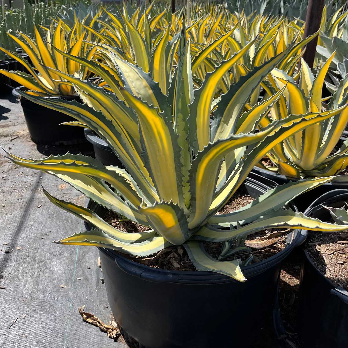Yellow striped century plant