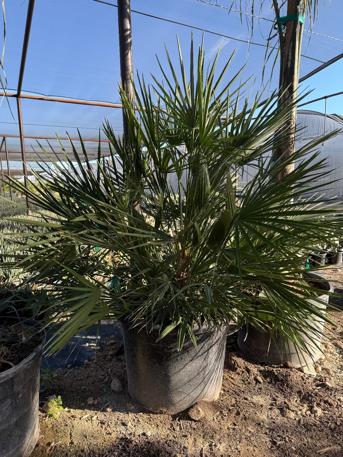 Mediterranean Fan Palm 25 gallon