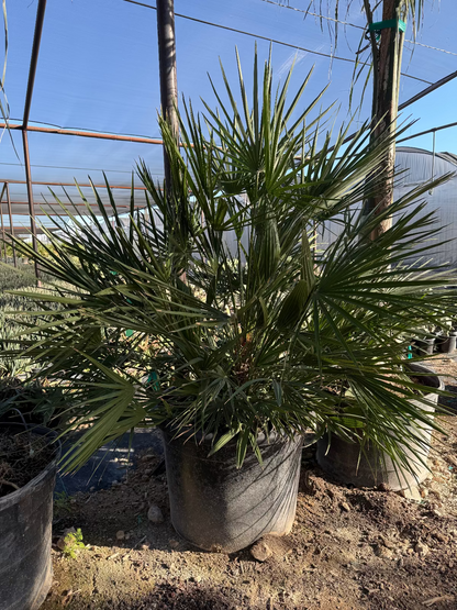 Mediterranean Fan Palm 25 gallon