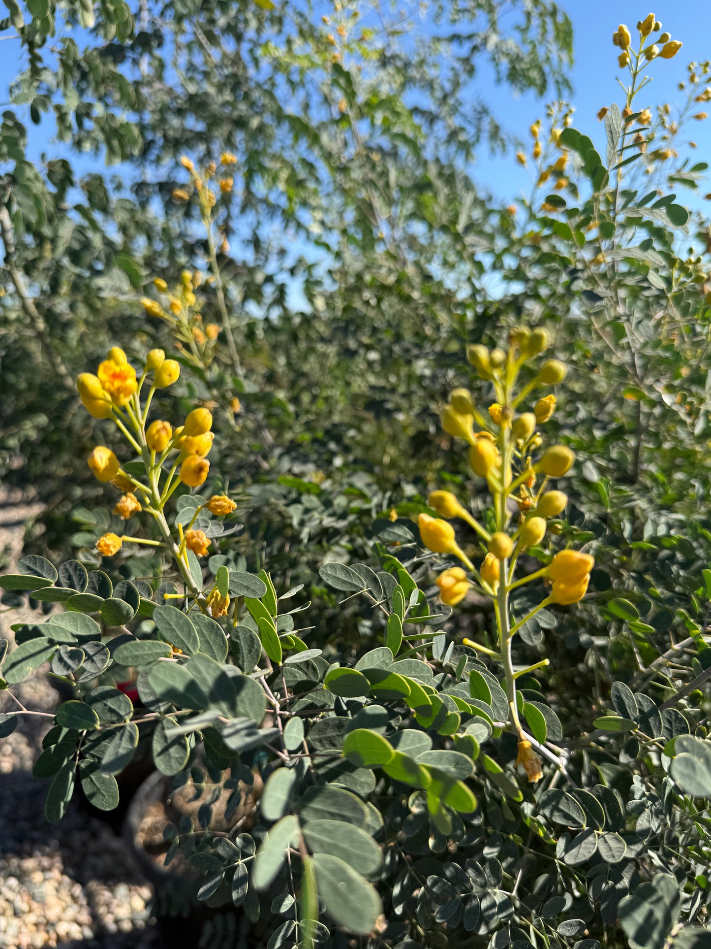 Mexican Bird of Paradise