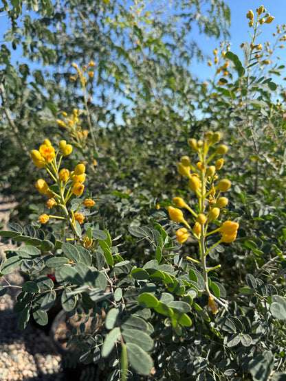 Mexican Bird of Paradise