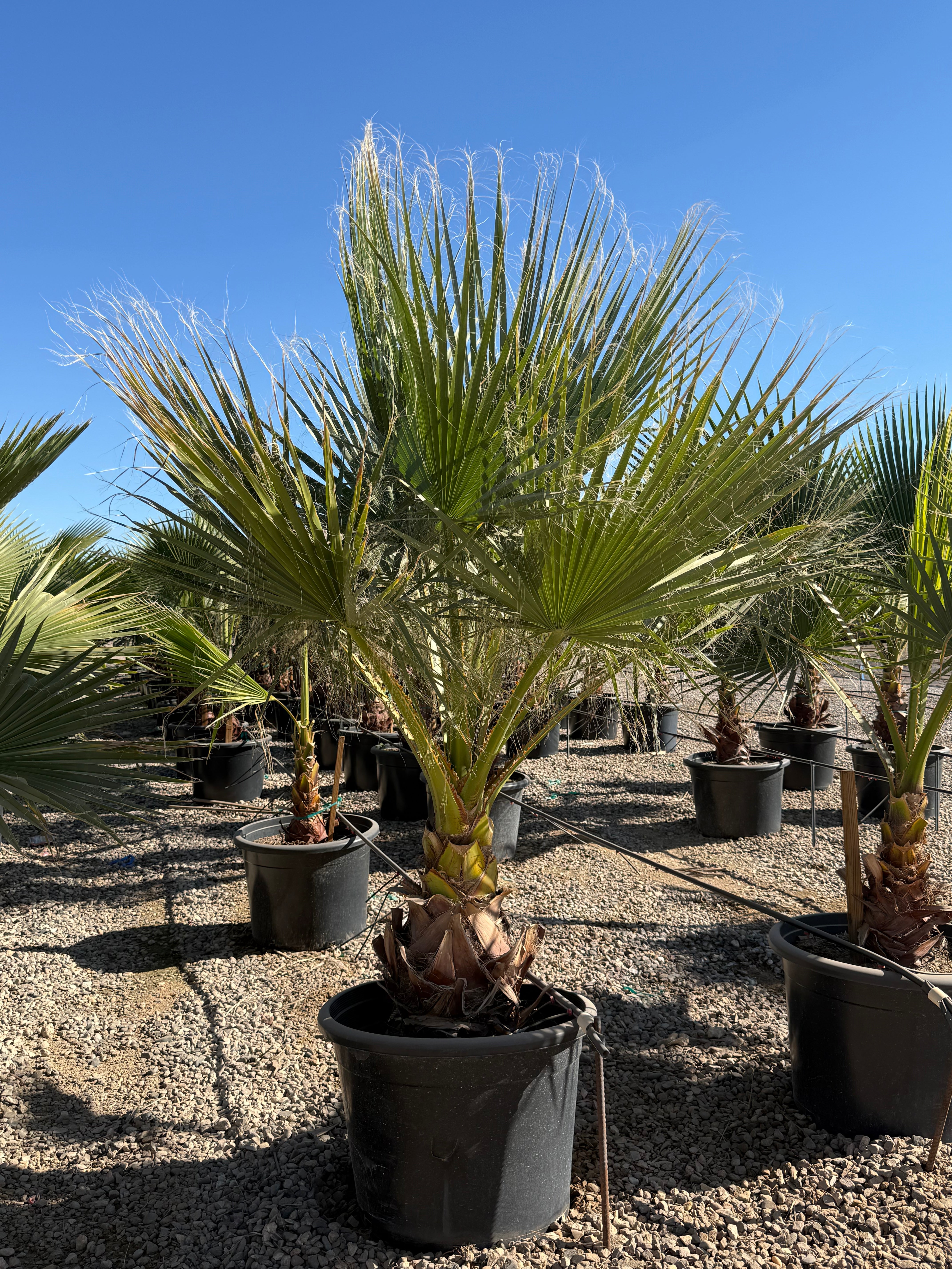 Mexican Fan Palm
