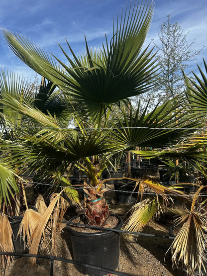Mexican Fan Palm
