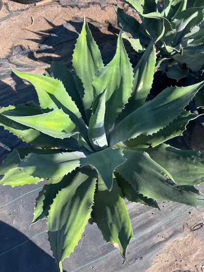Mr. Ripples Agave