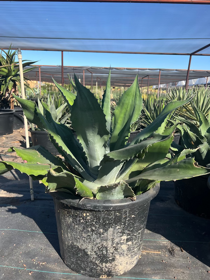 Mr. Ripples Agave