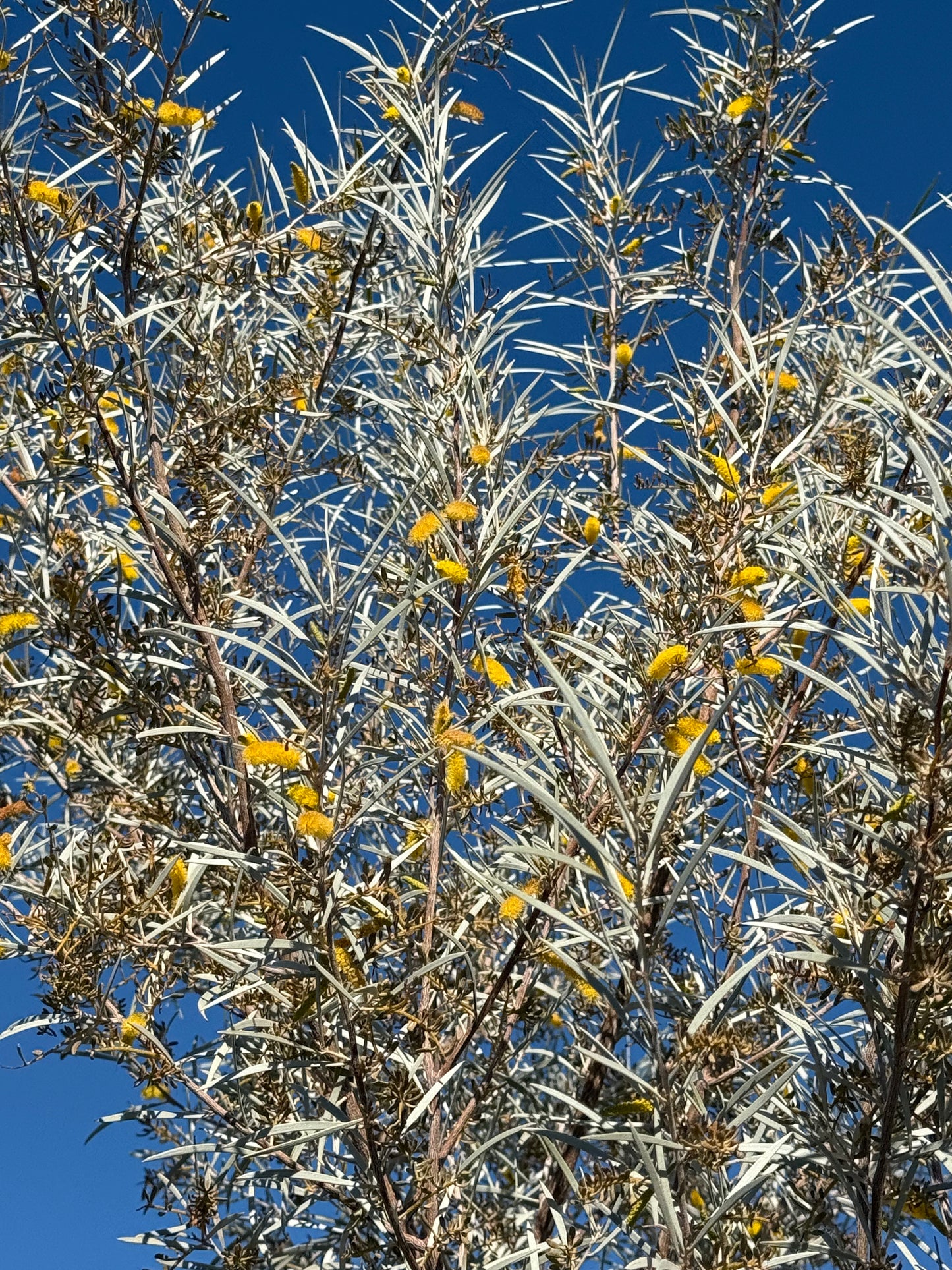 Mulga Acacia