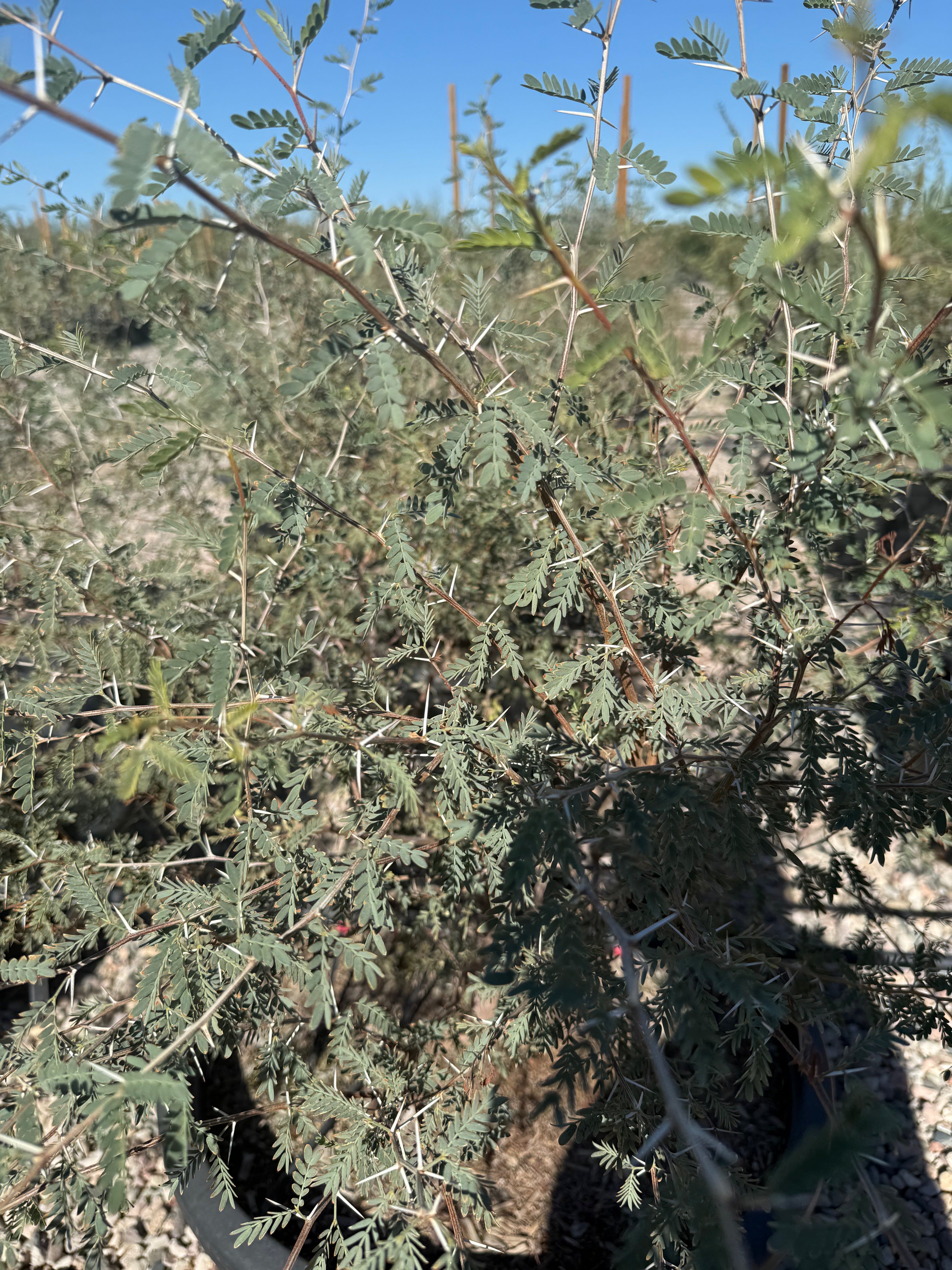 Native Mesquite