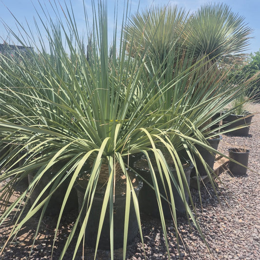 Blue Nolina (Nolina nelsonii) steel-blue desert accent plant in nursery pot — Phoenix, AZ