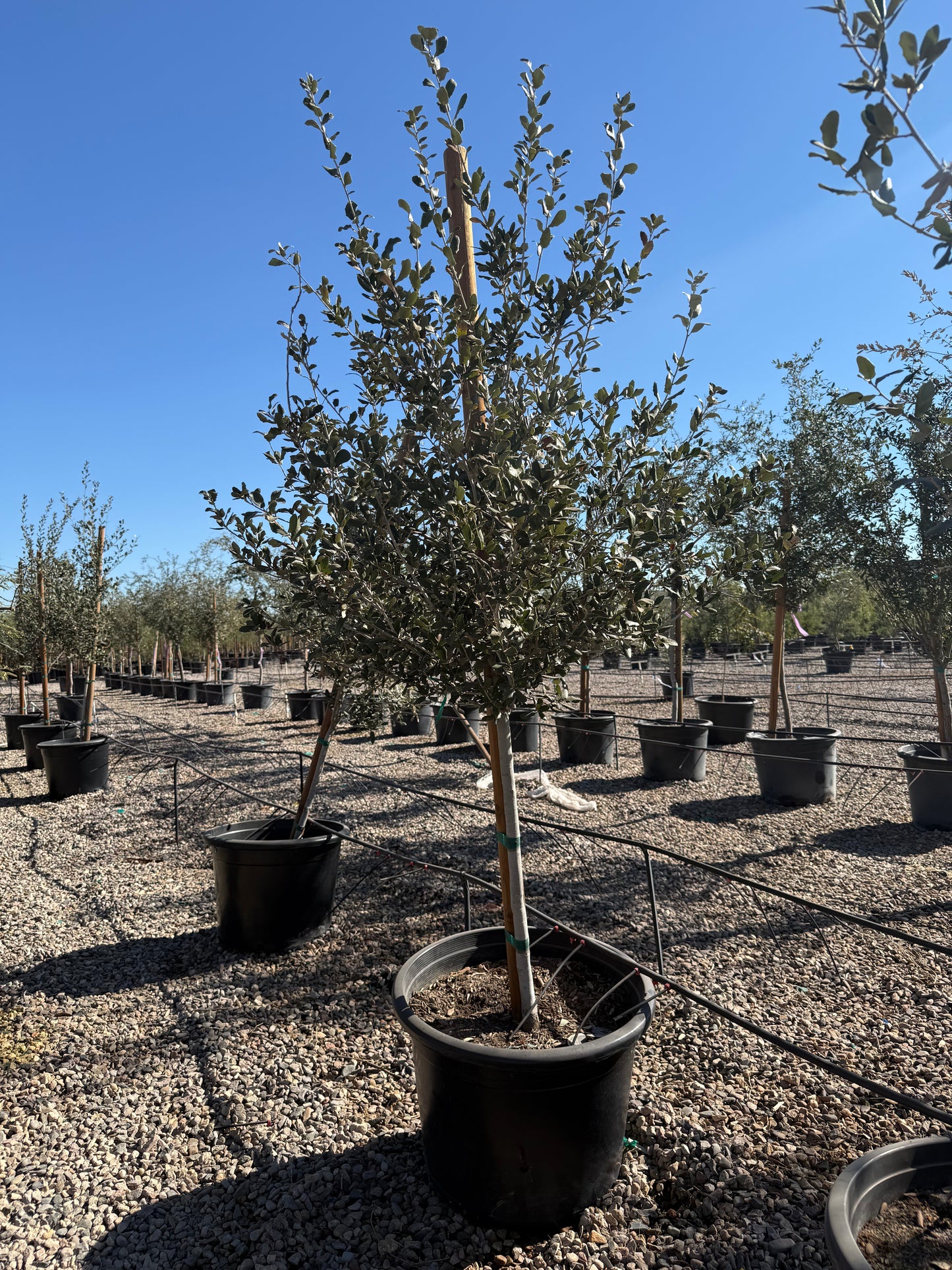 Joan Lionetti Texas Live Oak