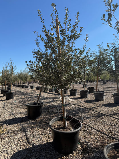 Joan Lionetti Texas Live Oak