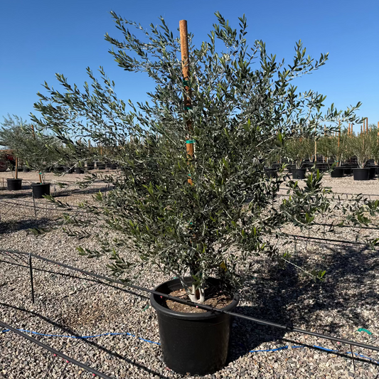 Fruitless Olive Tree