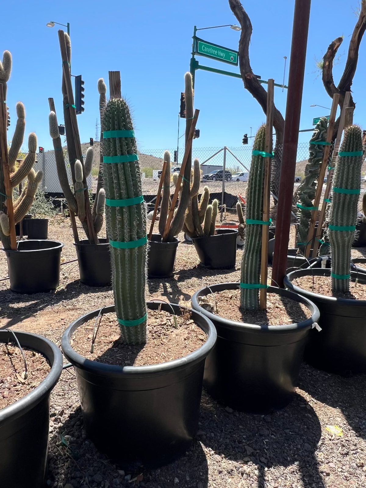 Organ Pipe Cactus