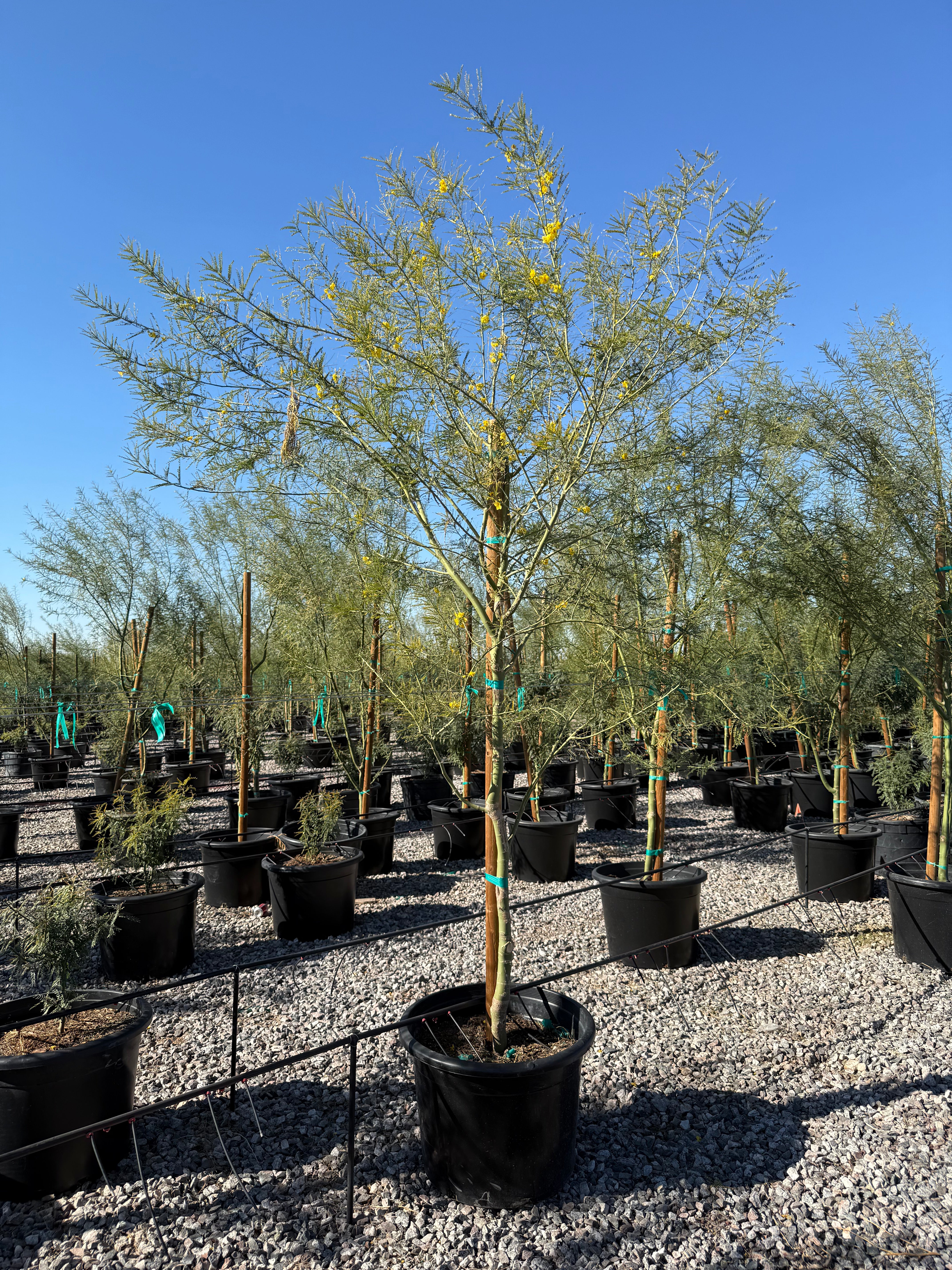 Desert Museum Palo Verde