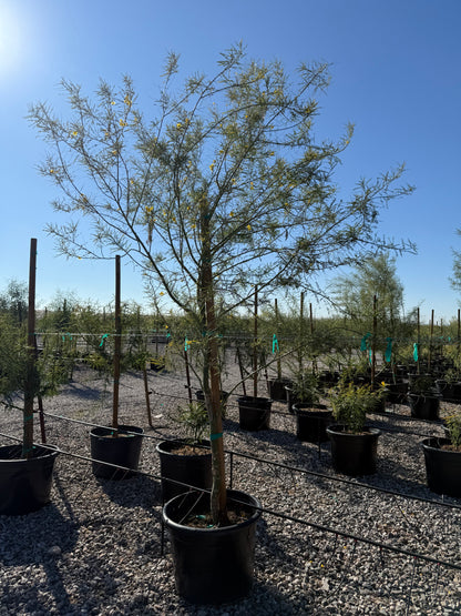 Desert Museum Palo Verde