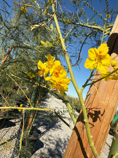 Desert Museum Palo Verde