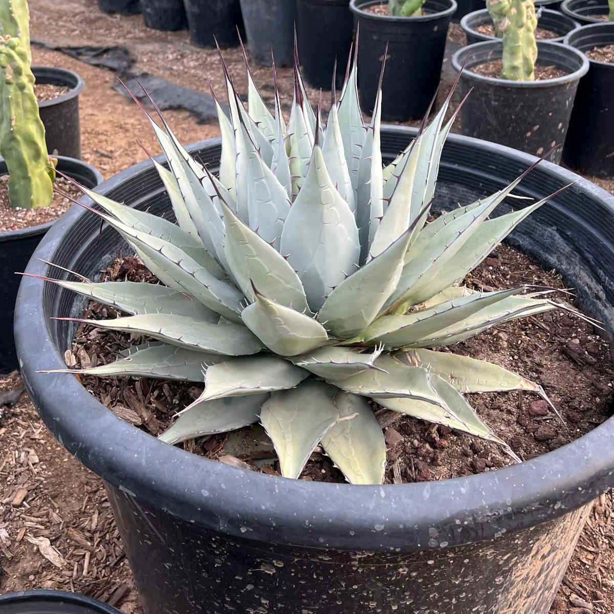 Parryi Agave