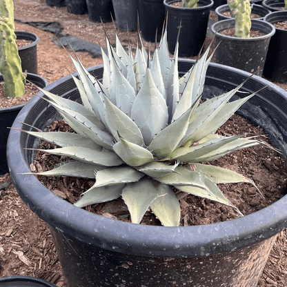 Parry's Agave 25 gallon