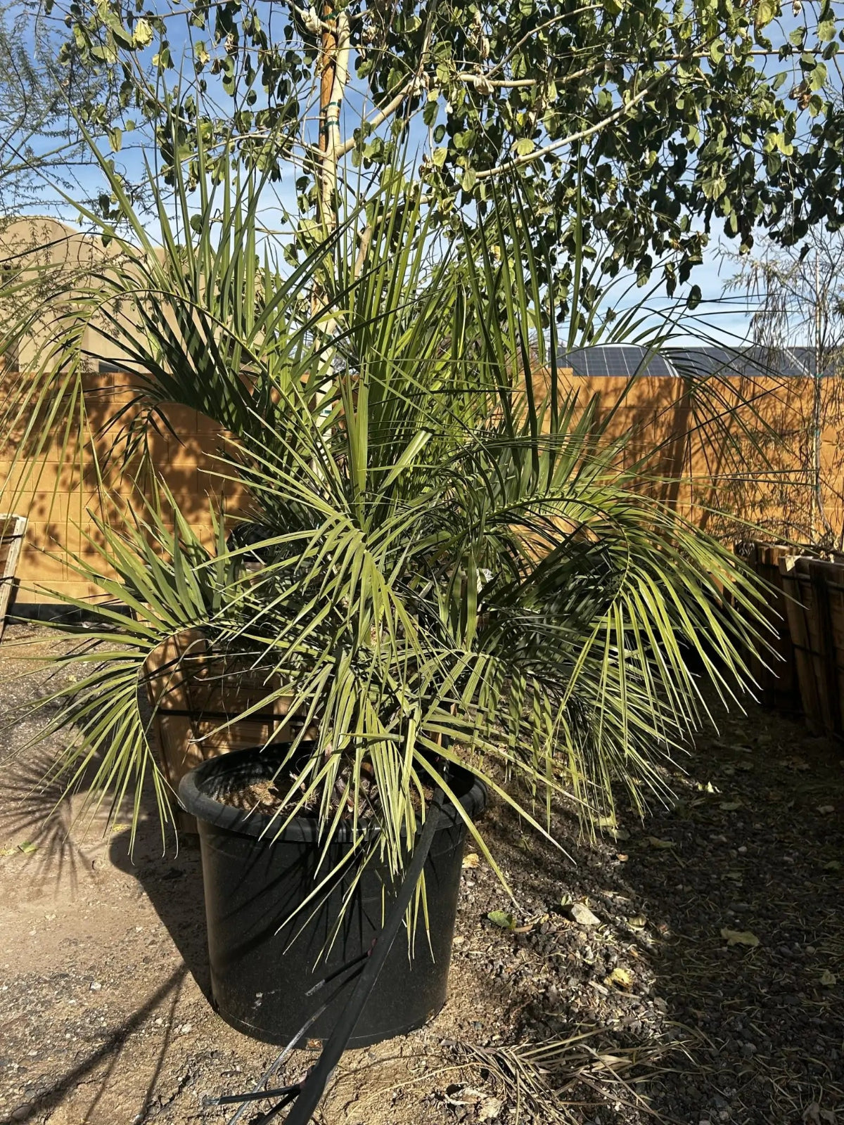 25 gallon Pindo Palm (Butia capitata) in nursery pot with arching fronds — Phoenix, AZ