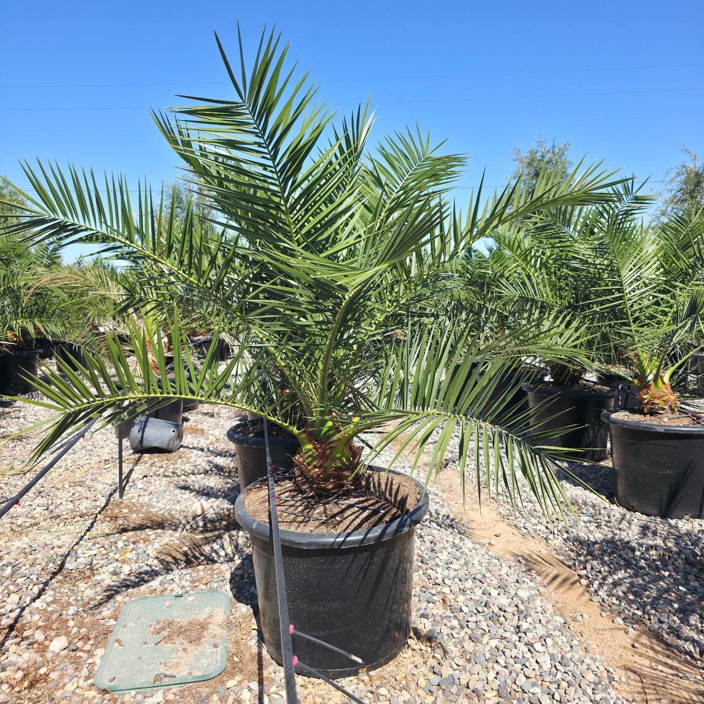 three palms plant Buy Pineapple Palm Phoenix, AZ | Phoenix canariensis