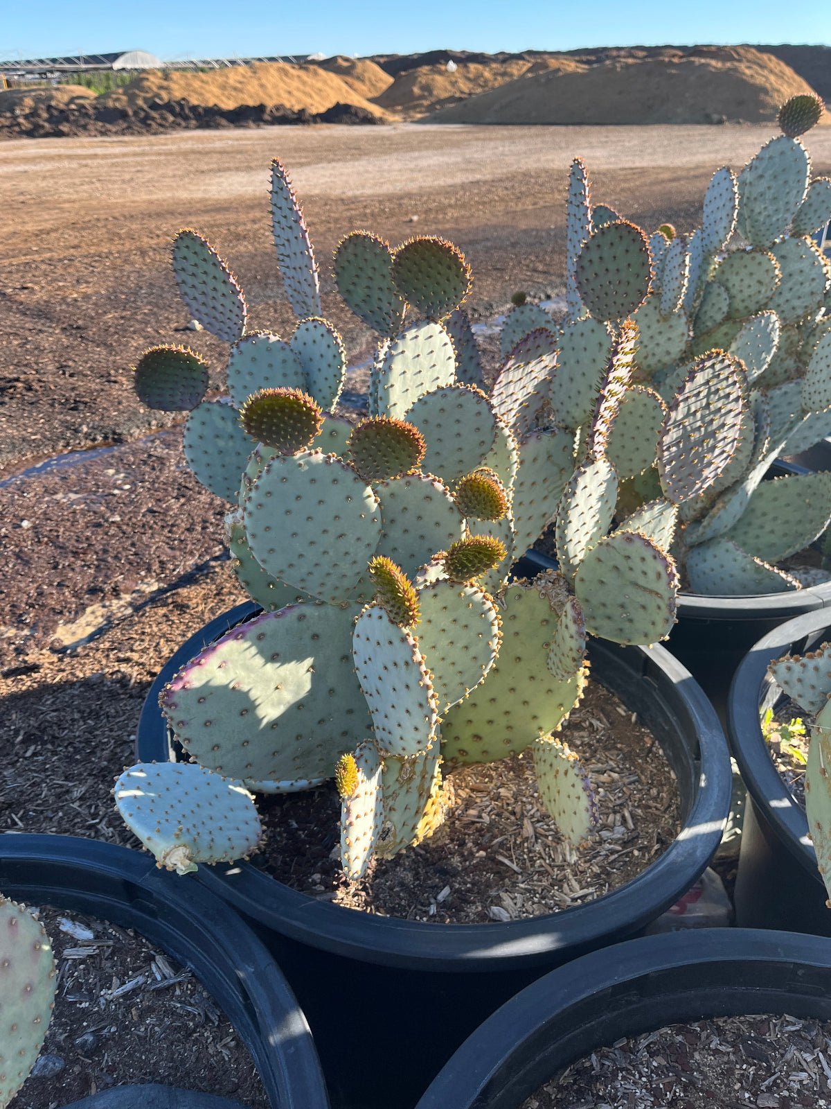 prickly pear cactus price Buy Purple Prickly Pear Phoenix, AZ | Opuntia santa-rita