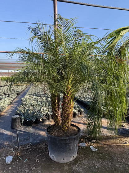 Pygmy Palm