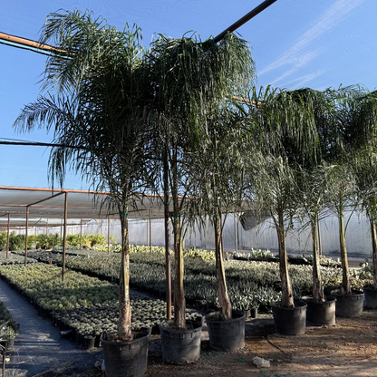 Queen Palm