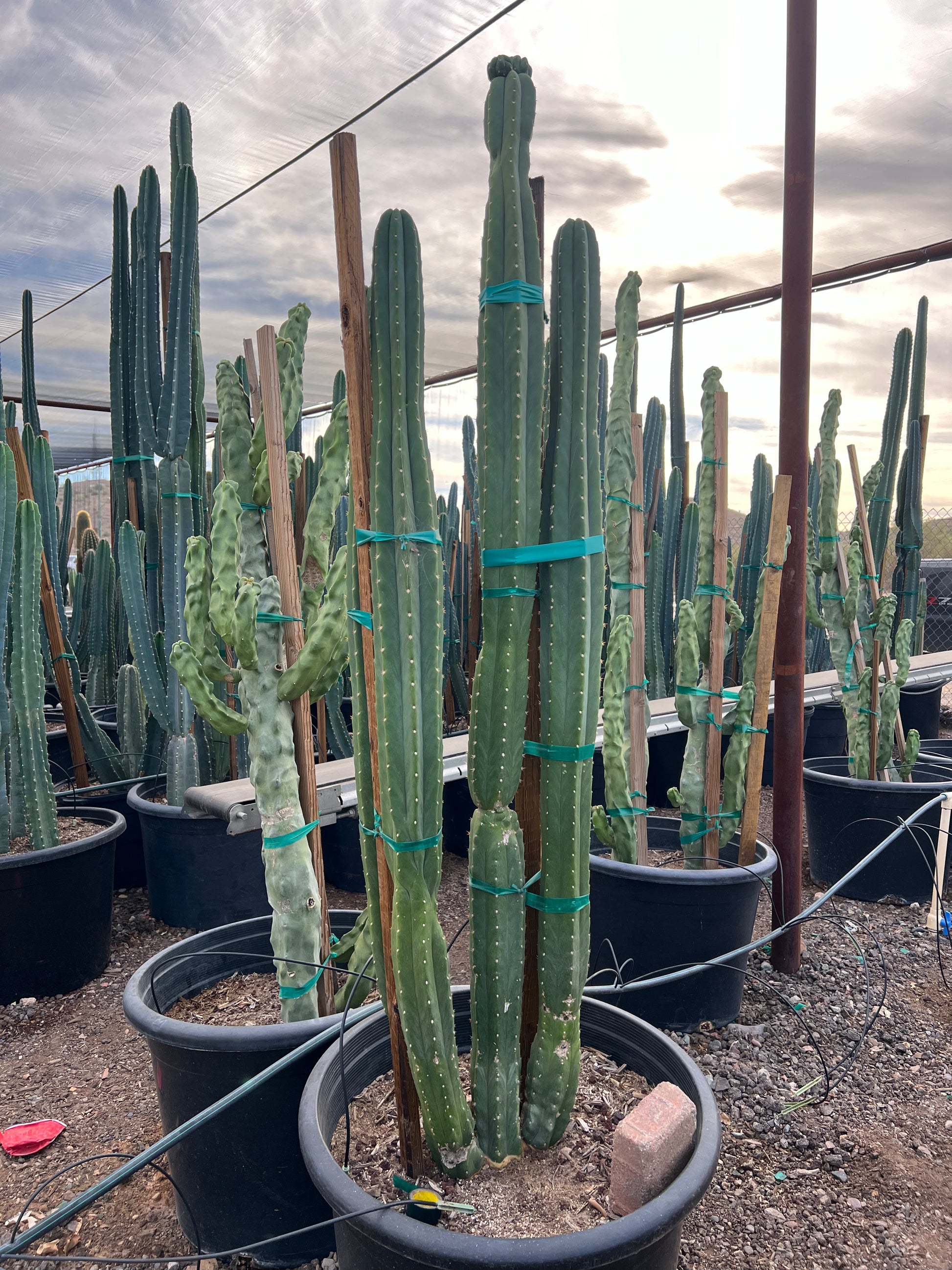 Buy San Pedro Cactus Phoenix, AZ | Echinopsis pachanoi