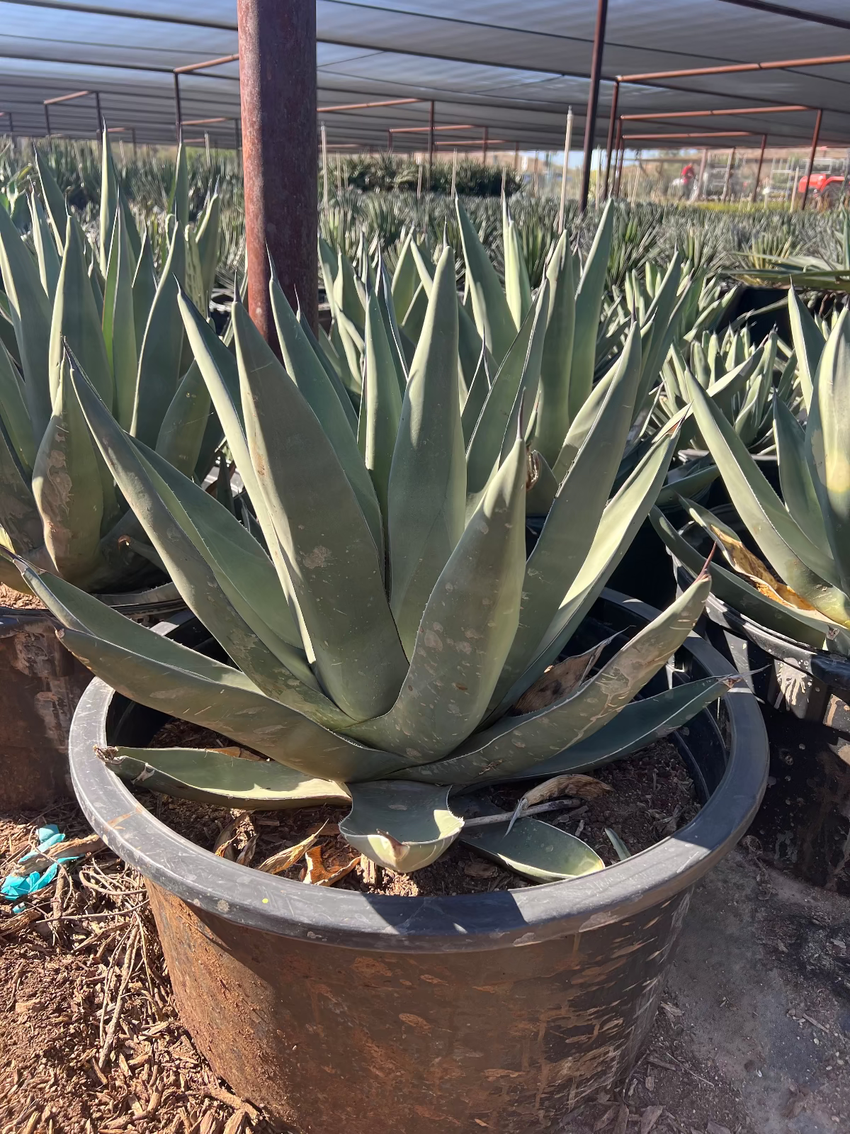 Sharkskin Agave – Three Timbers Landscape Materials Sharkskin Agave – Three Timbers Landscape Materials
