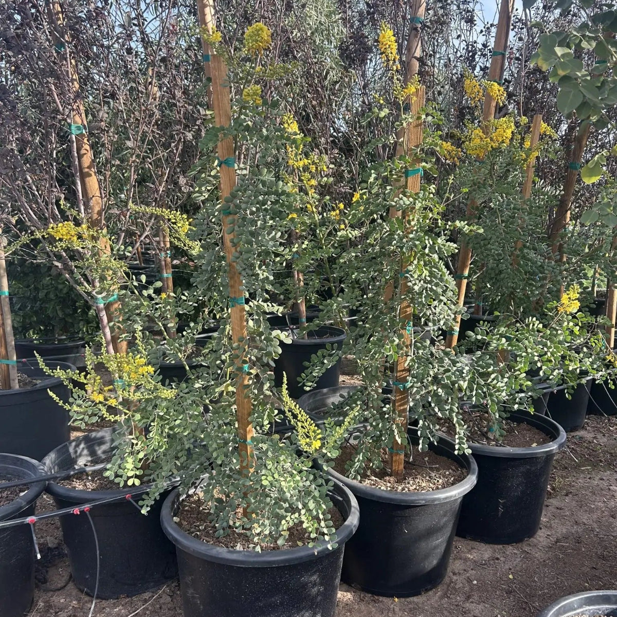 25 gallon Smoothie Cascalote (Caesalpinia cacalaco 'Smoothie') with golden-yellow blooms in nursery pots — Phoenix, AZ