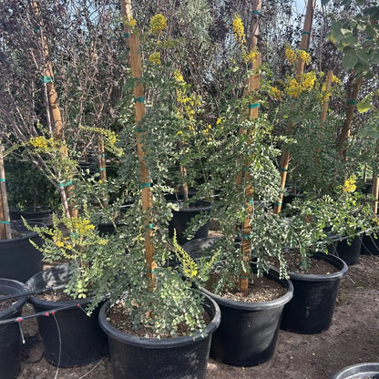 Buy Smoothie Cascalote Phoenix, AZ | Caesalpinia | Three Timbers