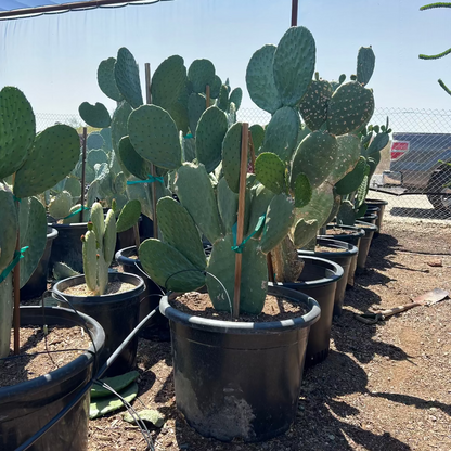 Spineless Prickly Pear