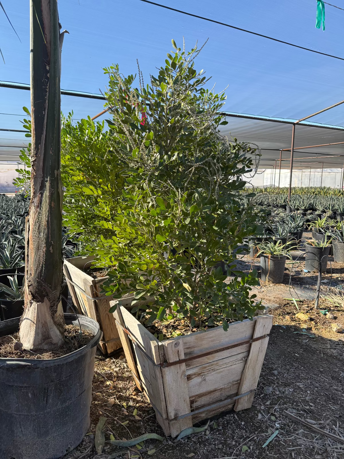 Texas Mountain Laurel