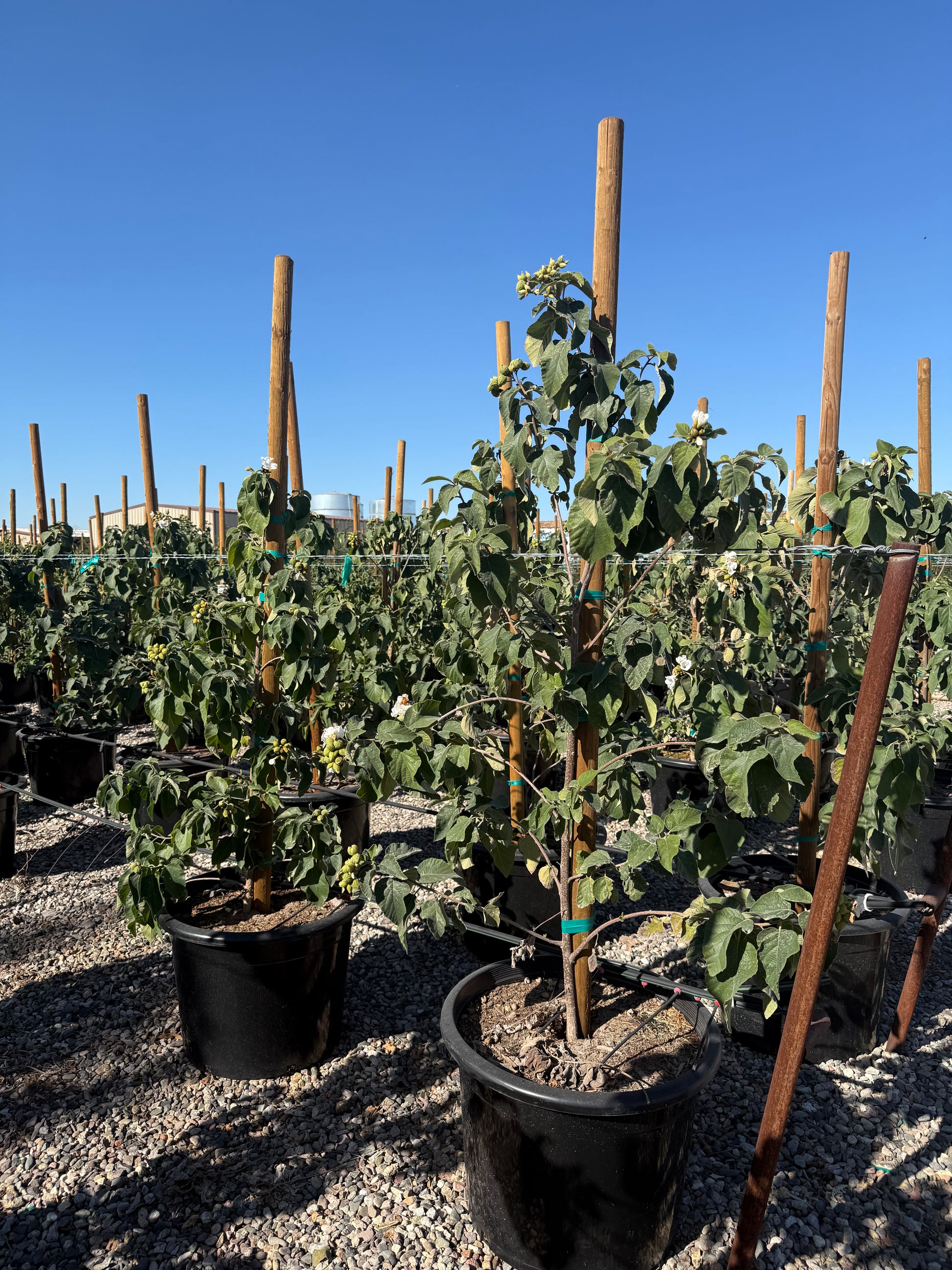 bonsai trees for sale phoenix az Buy Texas Olive Phoenix, AZ | Cordia boissieri