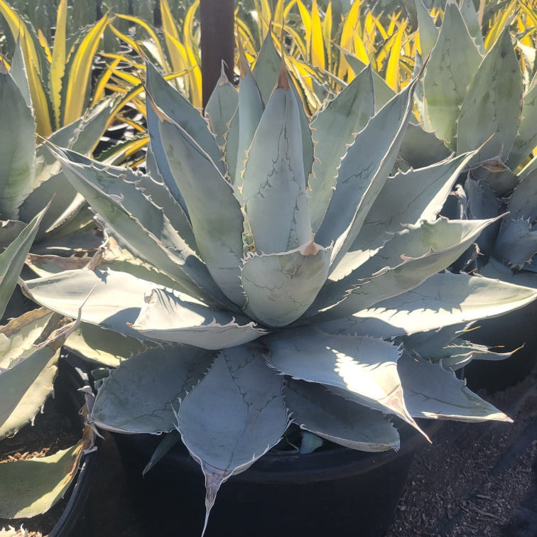 Agave titanota White Ice