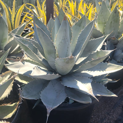 Agave titanota White Ice