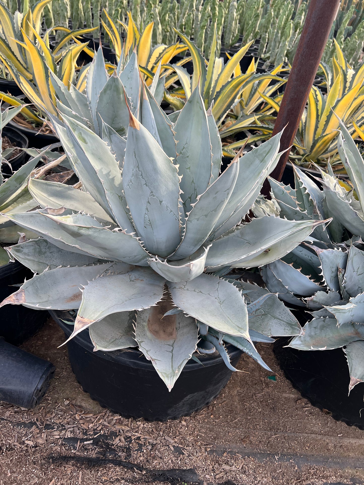 Agave titanota White Ice