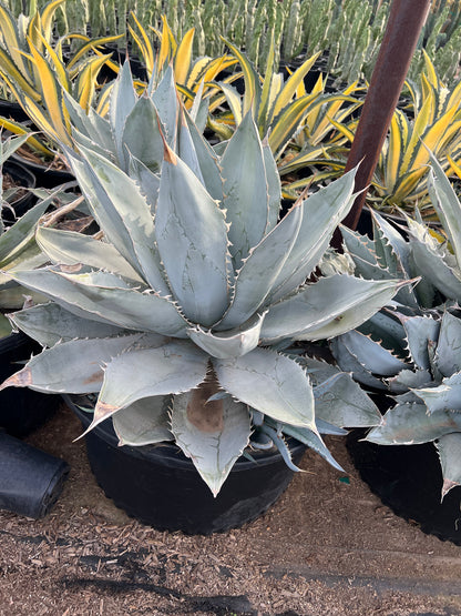Agave titanota White Ice