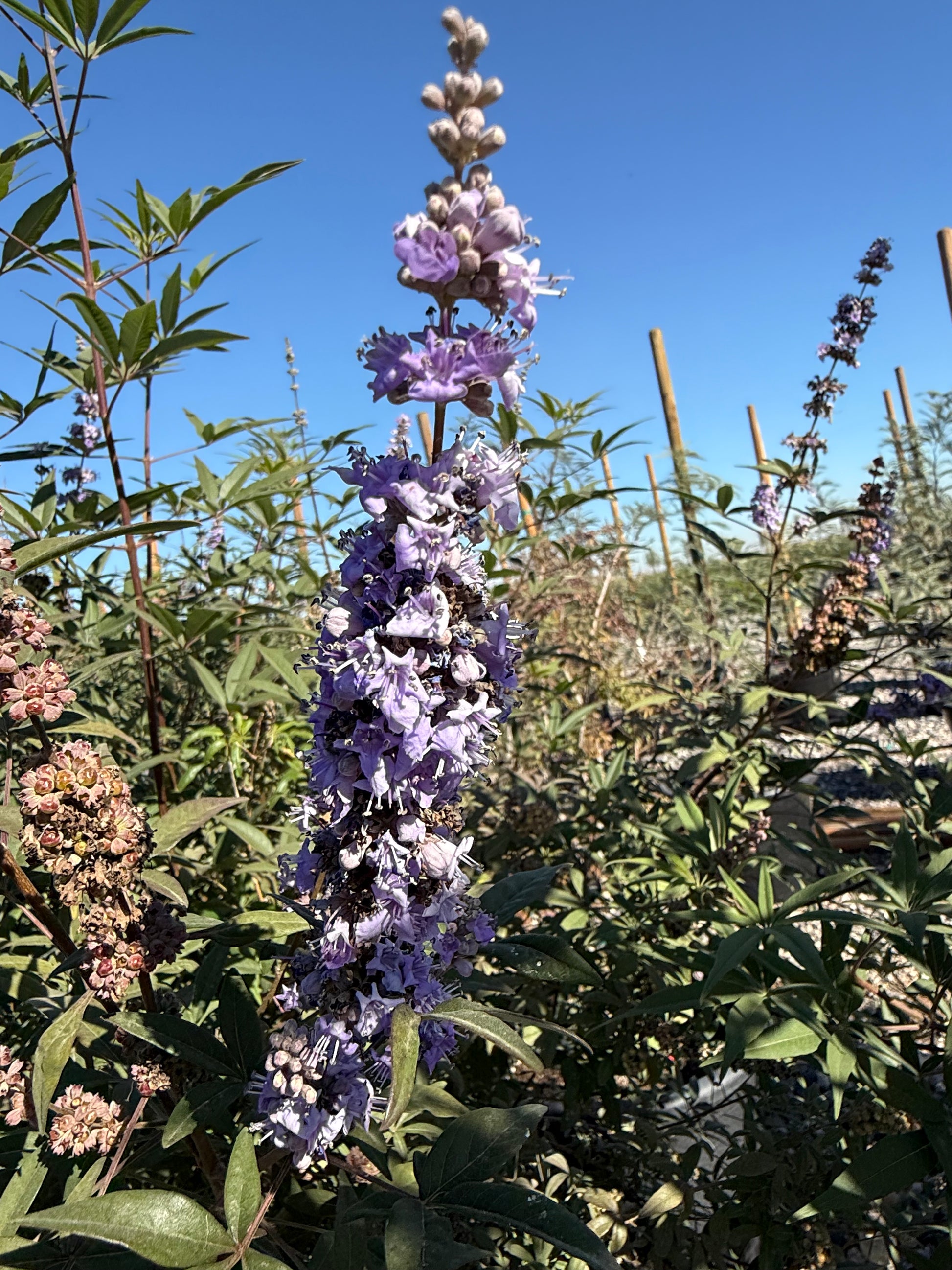 lavender chaste tree Buy Chaste Tree Phoenix, AZ | Vitex agnus-castus