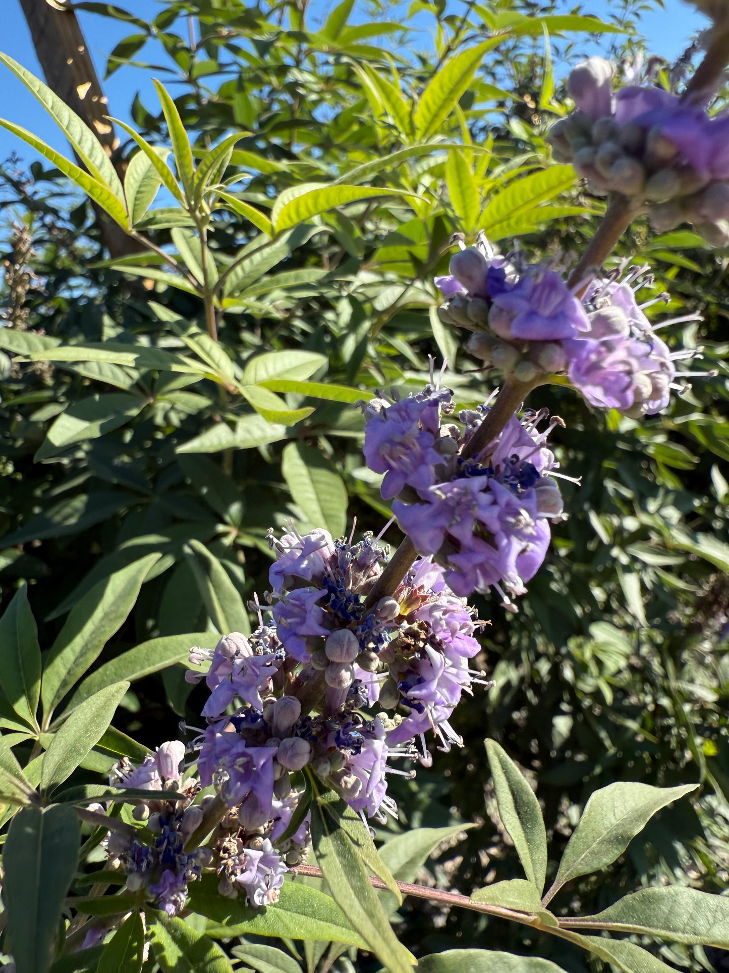 Chaste/Vitex Tree
